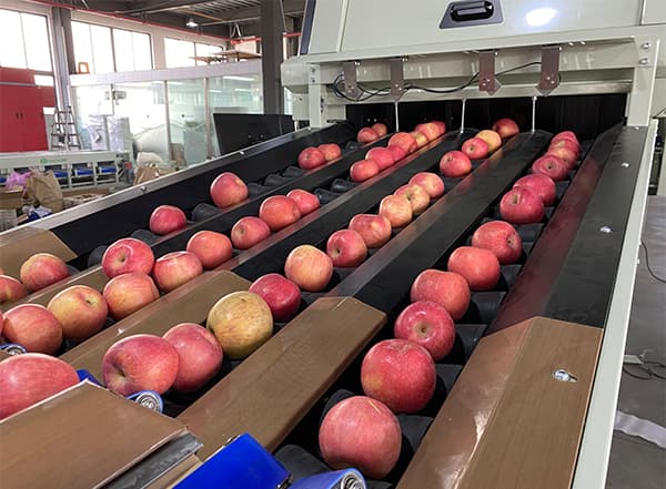 images/1698910375870apple grading machine.jpg